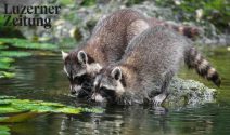 15 x Tierpark Goldau Familienticket gewinnen